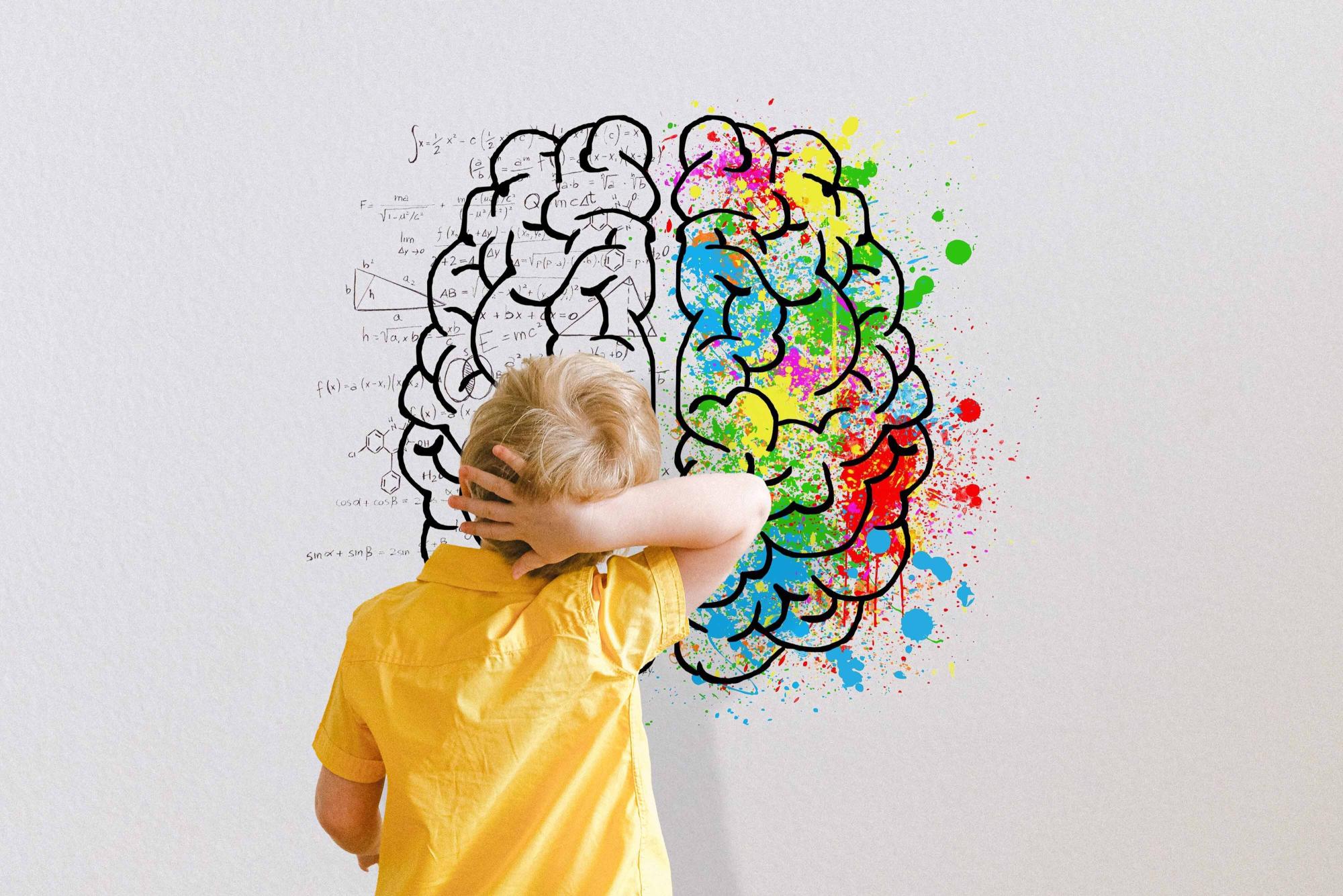 barn som tittar på två hjärnhalvor föreställande den som styr språk och tal samt den som styr konst och skapande