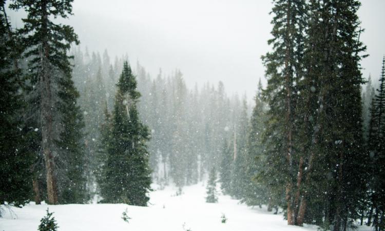 granar och snö